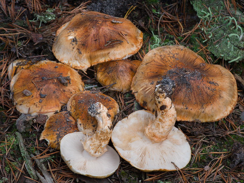 Tricholoma focale